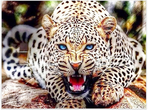*FREE* Cheetah Diamond Kit
