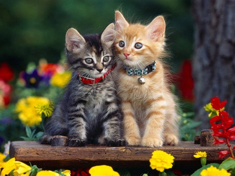 *FREE* CATs Diamond Kit