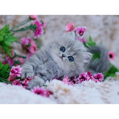 *FREE* CAT Diamond Kit