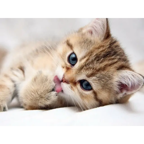 *FREE* CAT Diamond Kit