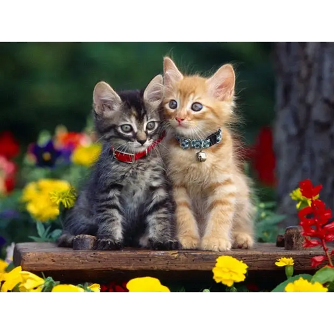 *FREE* CATs Diamond Kit
