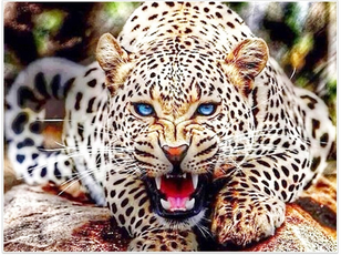 *FREE* Cheetah Diamond Kit