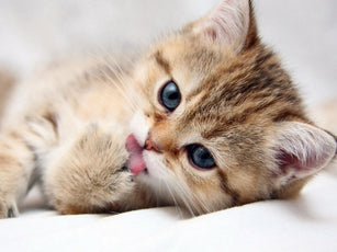 *FREE* CAT Diamond Kit