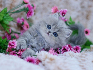 *FREE* CAT Diamond Kit