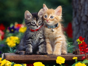 *FREE* CATs Diamond Kit