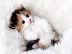 *FREE* CAT Diamond Kit